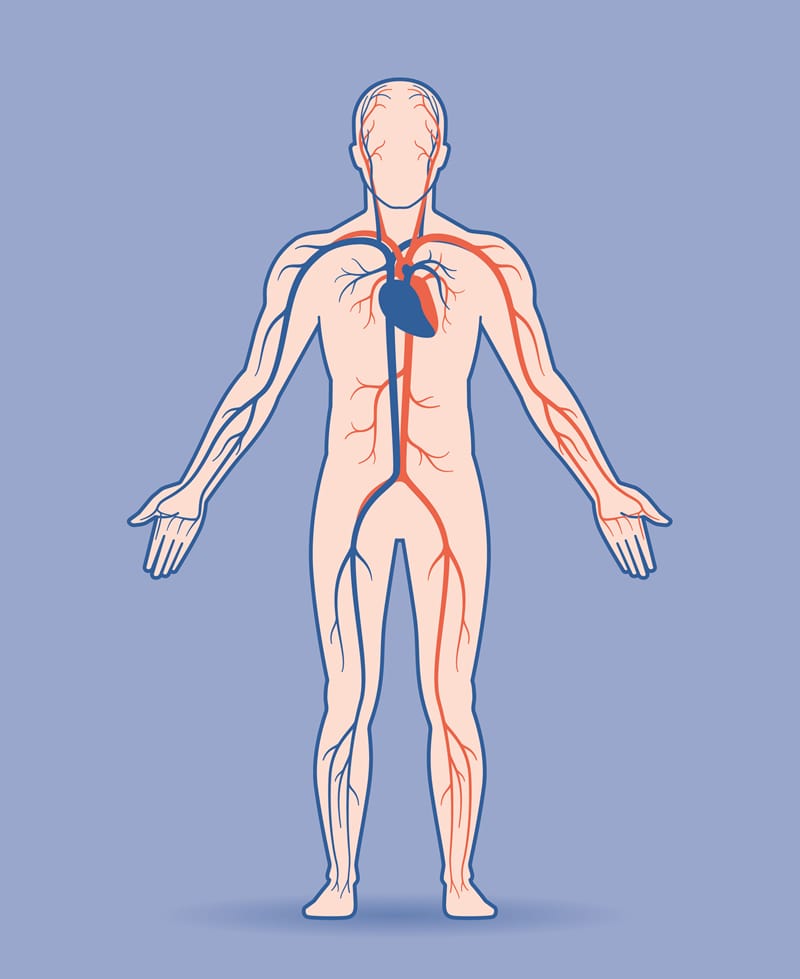 Skizze des Gefäßsystems im Körper